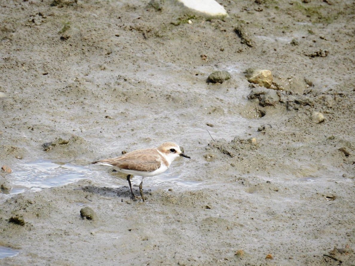 社子島濕地可以觀察許多水鳥